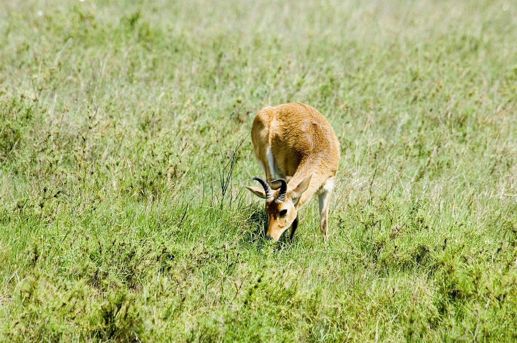 Serengeti Reedbuck00.jpg - Bohor Reedbuck (Redunca redunca), Serengeti N.P. Tanzania March 2006